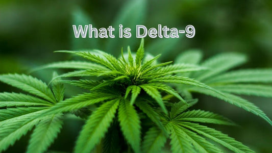 What is Delta-9 and How Can It Help Older Adults Manage Pain and Anxiety? - Tree Spirit Wellness