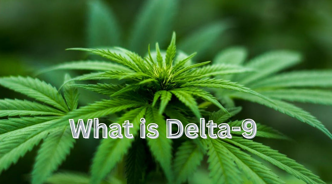 What is Delta-9 and How Can It Help Older Adults Manage Pain and Anxiety? - Tree Spirit Wellness