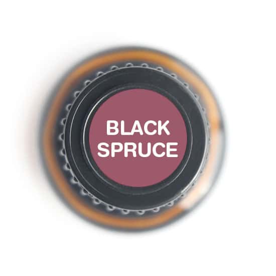 Black Spruce Essential oil - 15ml - Tree Spirit Wellness