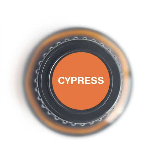 Cypress Essential oil - 15ml - Tree Spirit Wellness