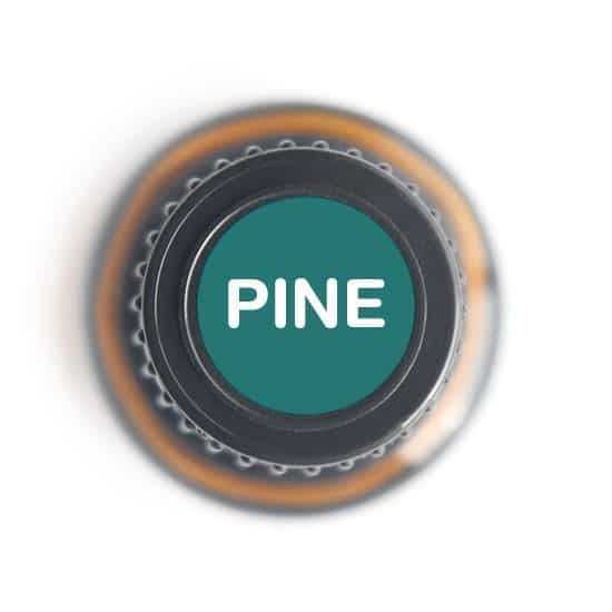 Pine Essential oil - Tree Spirit Wellness