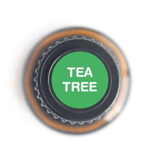 Tea Tree Essential oil - Tree Spirit Wellness