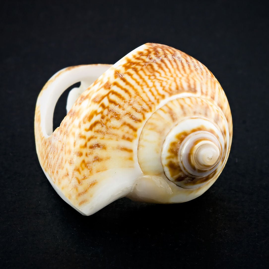 Coned Seashell Ring - Spotted Omaria Size 8 - Tree Spirit Wellness