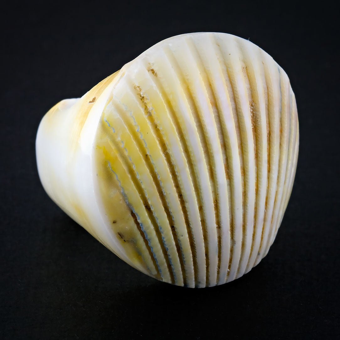 Seashell Ring - Golden Fan - Tree Spirit Wellness