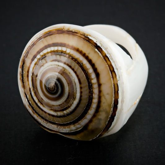 White Seashell Ring - Sand Spiral - Tree Spirit Wellness